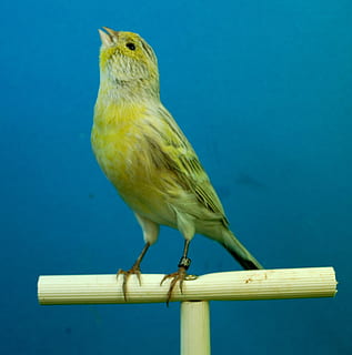canaris, opale noire, volière, oiseau, thèmes animaux, un animal, vertébré, animal, la faune des animaux, se percher, animaux à l'état sauvage, personne, bleu, journée, la nature, fermer, en plein air, bois - matériau, jaune, balustrade, zoologie, toute la longueur, se concentrer sur le premier plan, 1080P, CC0, domaine public, libre de droits
