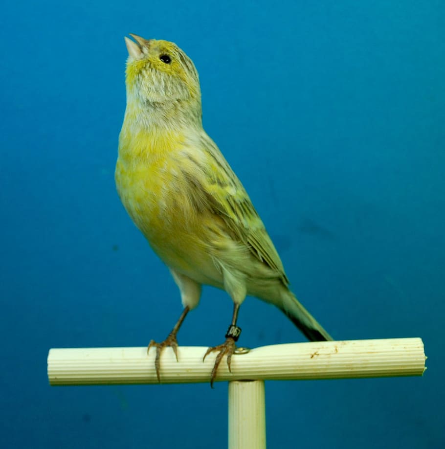 canaris, opal negre, aviari, ocell, temes d'animals, un animal, vertebrats, animal, fauna animal, posat, animals a la natura, cap gent, blau, dia, naturalesa, primer pla, a l'aire lliure, material de fusta, groc, barana, zoologia, longitud completa, centrar-se en primer pla, 1080P