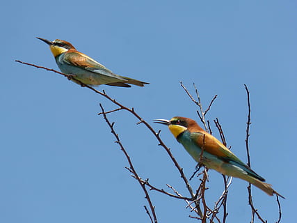 Bienenesser, Ave., abellarol, Ast, Bienenfresser, Paar, Vögel, wildes Leben, animalia, wild, Tierthemen, Vogel, Tier, Wirbeltier, Tierwelt, Tiere in freier Wildbahn, Blau, hocken, Gruppe von Tieren, Himmel, klarer Himmel, Natur, zwei tiere, Baum, keine Leute, Gelb, draußen, kahler Baum, Schönheit in der Natur, Profilansicht, 4K, CC0, gemeinfrei, lizenzfrei