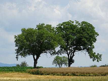 medžiai, kukurūzų laukas, lauke, debesys, paplotė, žalias, pobūdį, Žemdirbystė, rugių laukas, kaimo, augalų, medis, dangus, ramybė, augimą, žemės, grožis gamtoje, ramioje scenoje, debesis - dangus, žalia spalva, aplinką, vaizdai - gamta, kraštovaizdį, dieną, nėra žmonių, žolė, ne miesto scenoje, 5K, CC0, Viešasis domenas, nemokamai