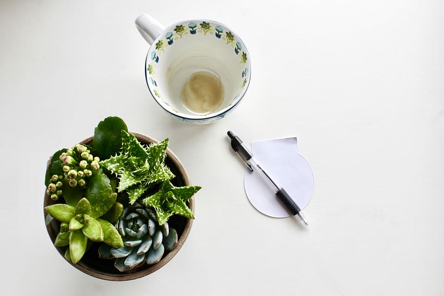 anstrengender Tag, saftig, Pflanze, Teetasse, Klicken Sie auf Stift, eben, legen, Fotografie, flach liegen, Tasse, Kaffee, Stift, Essen und Trinken, Lebensmittel, Getränk, gesundes Essen, Frische, Becher, Wohlbefinden, drinnen, Tabelle, Gemüse, Kaffee trinken, Erfrischung, Kaffeetasse, Stillleben, High Angle View, direkt darüber, Küchenutensilien, Essgeschirr, keine Leute, Geschirr, 5K