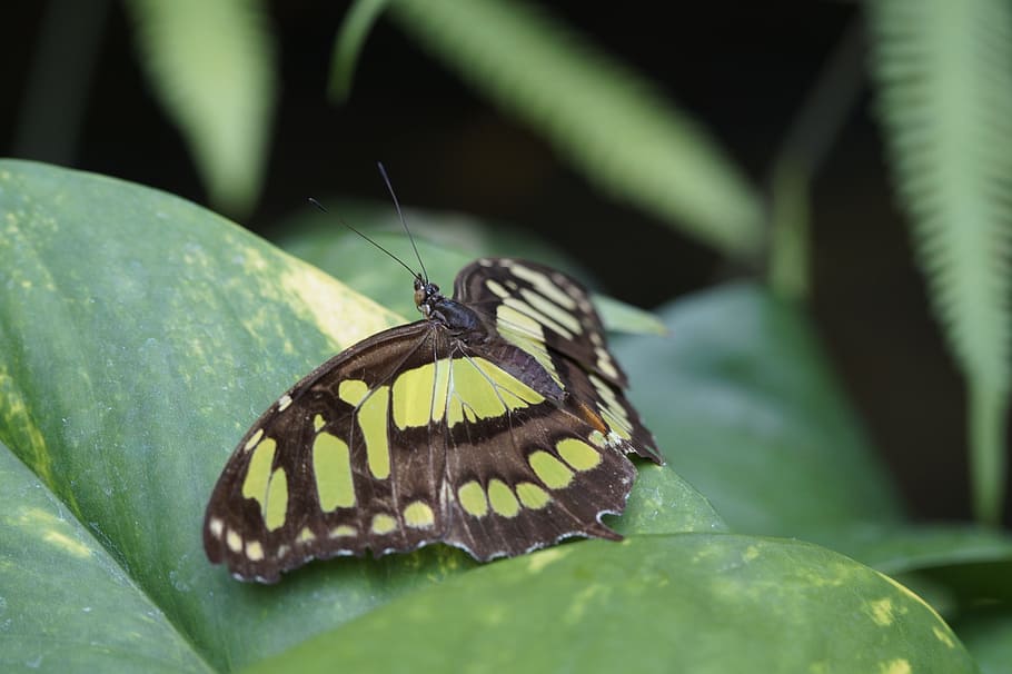 papallona de malaquita, ala, propagació, full, seure, papallona, tropical, exòtic, illa de mainau, casa de papallones, casa tropical, mainau, zoo, insecte, invertebrat, fauna animal, ala dels animals, temes d'animals, animals a la natura, un animal, animal, part de la planta, bellesa a la natura, papallona - insecte, primer pla, color verd, naturalesa, cap gent, planta, posat, dia, centrar-se en primer pla, a l'aire lliure, 5K