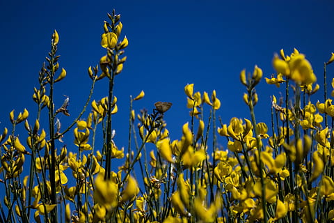sommerfugl, blomster, forår, have, udendørs, gul, eng, wildflower, plante, vækst, skønhed i naturen, blå, himmel, natur, ingen mennesker, Mark, blomst, landbrug, blomstrende plante, tæt på, afgrøde, dag, skyfri himmel, jord, friskhed, landlige scene, 2K, CC0, offentligt domæne, royaltyfrie