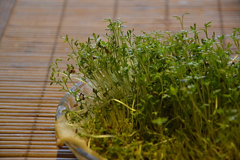 cuckooflower, Pasqua, pianta, cucina, crescita, colore verde, messa a fuoco selettiva, natura, nessuno, parte vegetale, foglia, giorno, cibo e bevande, cibo, avvicinamento, all'aperto, verdura, bellezza nella natura, freschezza, legno - materiale, mangiare sano, erba, benessere, livello di superficie, vaso di fiori, 4K, CC0, dominio pubblico, privo di copyright