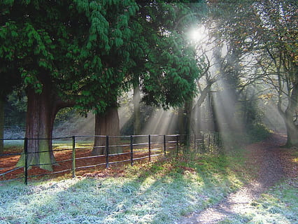 zicht op bos, zonlicht, stralen, landschap, Bos, pad, toneel-, boom, fabriek, groei, natuur, schoonheid in de natuur, dag, land-, kalmte, geen mensen, barrière, grens, traliewerk, hek, rustige scène, buitenshuis, groene kleur, zonnestraal, voetpad, 720P, CC0, publiek domein, royaltyvrij