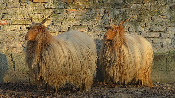 oveja, paralela, par, Zackelschaf, dos, lana, invierno, pared, ganado, mamífero, animales domesticos, temas de animales, agricultura, nadie, animal, pared - característica de la construcción, grupo de animales, ladrillo, vertebrado, mascotas, pared de ladrillo, día, nacional, estructura construida, dos animales, naturaleza, fauna animal, arquitectura, Pared de piedra, herbívoro, 5K, CC0, dominio público, libre de derechos