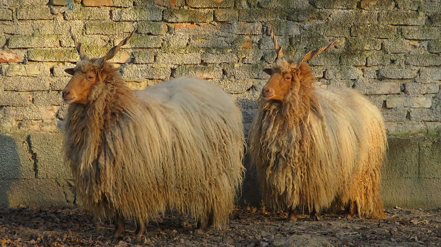 ovelles, paral·lel, parell, zackelschaf, dos, llana, hivern, paret, bestiar, mamífer, animals domèstics, temes d'animals, agricultura, cap gent, animal, funció de construcció de parets, grup d’animals, maó, vertebrats, mascotes, paret de maó, dia, nacional, estructura construïda, dos animals, naturalesa, fauna animal, arquitectura, paret de pedra, herbívors, 5K