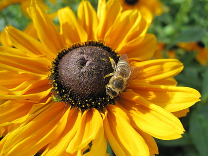 solblomst, Bie, blomst, blomstrende plante, petal, blomsterhodet, skjørhet, friskhet, inflorescence, gul, skjønnhet i naturen, sårbarhet, vekst, nærbilde, anlegg, pollen, fokusere på forgrunnen, ett dyr, virvelløse, insekt, natur, dyreliv, pollinering, ingen folk, utendørs, solsikke, 4K, CC0, offentlig domene, opphavsrett gratis