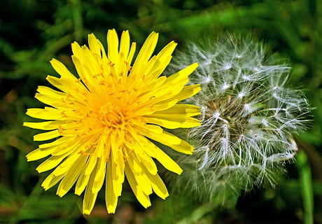 løvetann, lyseffekt, fluff, natur, makro, årstid, vår, blomst, bakgrunn, blomstrende plante, skjørhet, sårbarhet, friskhet, anlegg, gul, skjønnhet i naturen, nærbilde, inflorescence, blomsterhodet, vekst, petal, fokusere på forgrunnen, ingen folk, dag, utendørs, løvetannfrø, 1080P, CC0, offentlig domene, opphavsrett gratis