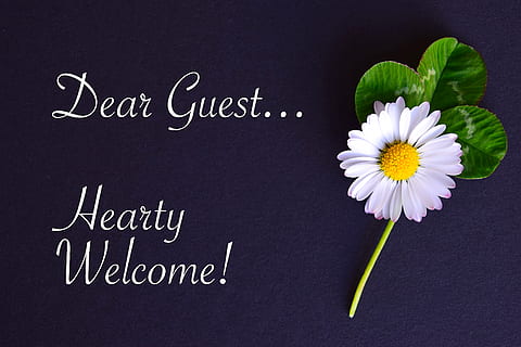 white, gerbera daisy flower, dear, guest text overlay, embassy, map, welcome, guest, geese flower, four leaf clover, flower, flowering plant, text, plant, freshness, communication, blackboard, board, indoors, western script, close-up, handwriting, no people, high angle view, flower head, inflorescence, beauty in nature, directly above, nature, chalk - art equipment, message, black background, 2K, CC0, public domain, royalty free