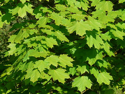 maple, maple leaves, leaf, tree, green, light, norway maple, acer platanoides, needle leaf maple, sun, illuminate, deciduous tree, acer, waters, bank, green color, growth, plant part, plant, beauty in nature, full frame, no people, nature, day, close-up, backgrounds, outdoors, tranquility, freshness, high angle view, foliage, food and drink, lush foliage, leaves, 2K, CC0, public domain, royalty free