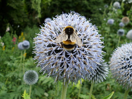 Biene, Blumen, hummeln, Blume, Zerbrechlichkeit, Natur, Pflanze, Blütenkopf, Tag, Schönheit in der Natur, Wachstum, blühende Pflanze, Frische, Tiere in freier Wildbahn, Verletzlichkeit, wirbellos, Insekt, Tierthemen, Tierwelt, Tier, Blütenstand, Nahansicht, Fokus auf den Vordergrund, Bestäubung, Hummel, keine Leute, Pollen, 4K, CC0, gemeinfrei, lizenzfrei