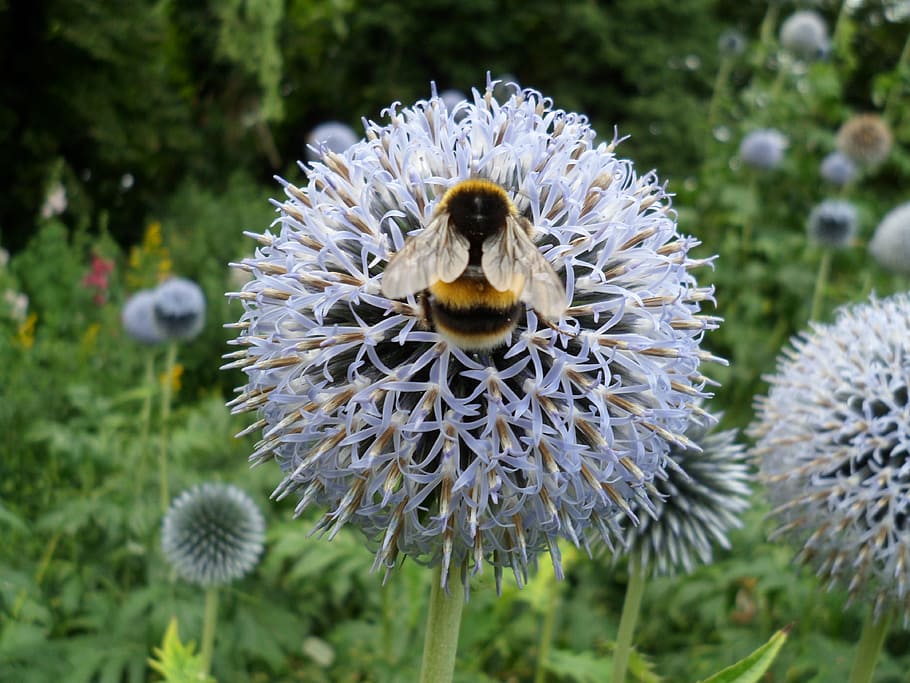 abella, flors, bumble, flor, fragilitat, naturalesa, planta, cap de flor, dia, bellesa a la natura, creixement, planta amb flors, frescor, animals a la natura, vulnerabilitat, invertebrat, insecte, temes d'animals, fauna animal, animal, inflorescència, primer pla, centrar-se en primer pla, polinització, Abellot, cap gent, pol·len, 4K