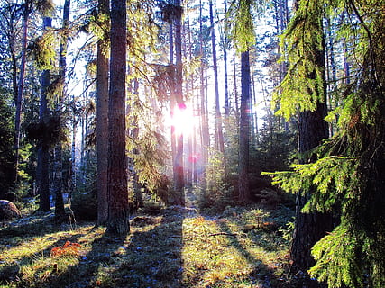 fotografia forestale, giorno, foresta, luce del sole, paesaggio, ombre, sempreverde, all'aperto, stoccolma, Svezia, verde, panoramico, fogliame, albero, pianta, terra, la tranquillità, crescita, bellezza nella natura, scena tranquilla, natura, tronco d'albero, raggio di sole, bosco, tronco, scena non urbana, scenics - natura, riflesso lente, nessuno, sole, streaming, modificare, luminosa, 1080P, CC0, dominio pubblico, privo di copyright