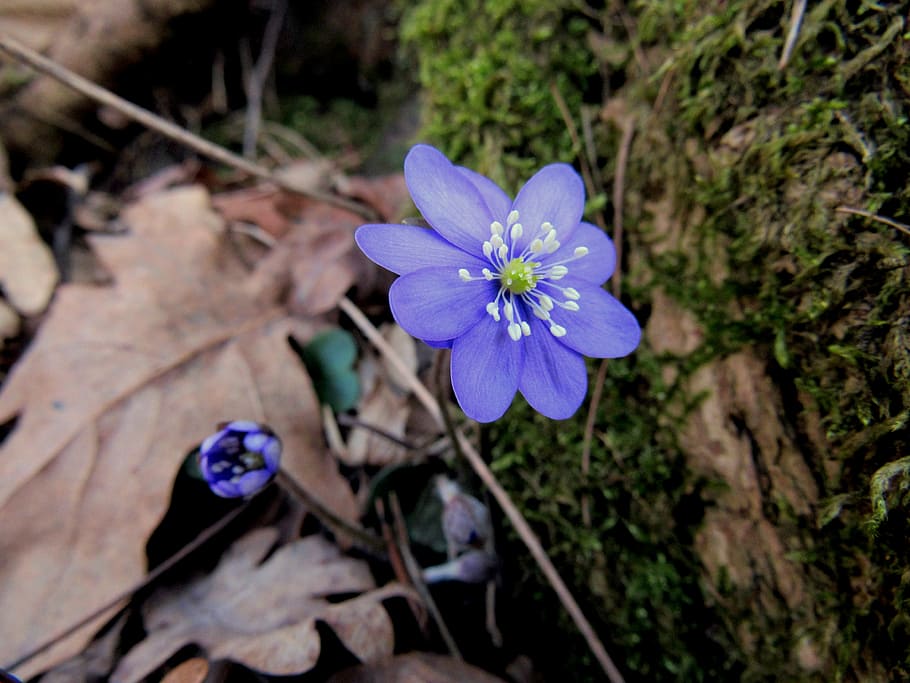 hepatica, flor de marxa, primavera, sòl del bosc, flor, a l'aire lliure, planta, naturalesa, porpra, primer pla, blau, cap gent, fragilitat, dia, planta amb flors, frescor, vulnerabilitat, pètal, bellesa a la natura, inflorescència, cap de flor, creixement, vista d’angle alt, enfocament selectiu, pol·len, iris, safrà, 4K