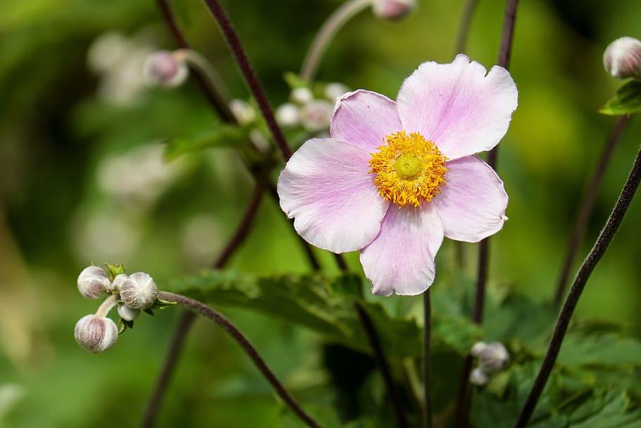 selectiu, fotografia de focus, rosa, 5 pètals, Flor de 5 pètals, anemone, flor, florir, flors, naturalesa, planta, estiu, pètal, primer pla, planta amb flors, bellesa a la natura, frescor, fragilitat, vulnerabilitat, creixement, inflorescència, cap de flor, centrar-se en primer pla, color rosa, cap gent, pol·len, tija de la planta, primavera, dia, a l'aire lliure, suavitat, porpra, 4K