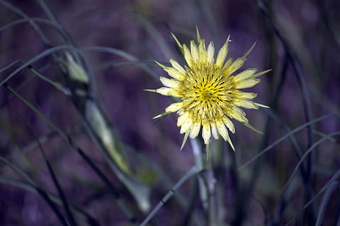 spring, yellow, weed, flower, blur, purple, flowering plant, plant, freshness, beauty in nature, nature, growth, fragility, close-up, flower head, petal, vulnerability, inflorescence, no people, outdoors, springtime, blossom, focus on foreground, pollen, 1080P, CC0, public domain, royalty free