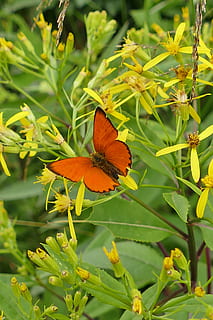 vicino, farfalla, pianta forestale, bellezza nella natura, pianta, parte vegetale, foglia, crescita, invertebrato, fiore, insetto, colore verde, farfalla - insetto, natura, ala animale, avvicinamento, pianta fiorita, giorno, fauna selvatica, nessuno, temi animali, concentrarsi sulle conoscenze acquisite, fragilità, all'aperto, testa di fiore, impollinazione, 5K, CC0, dominio pubblico, privo di copyright