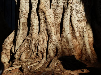 raíces del árbol marrón, árbol, Iniciar sesión, tribu, grande, masivo, árbol de laurel, azores-laurel, laurel canario, laurus azorica, persea azorica, invernadero de laurel, lauráceas, raíz, otoño, luz de otoño, tronco de arbol, el maletero, de cerca, texturizado, nadie, naturaleza, planta, áspero, modelo, día, crecimiento, planta de corteza, patrón natural, al aire libre, marrón, material de madera, arte, ladrar, luz del sol, condición natural, 4K, CC0, dominio público, libre de derechos