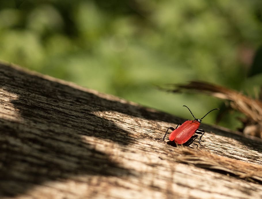 escarabat, vermell, registre, escarabat de foc, insecte, foto d’insectes, bosc, naturalesa, primavera, invertebrat, temes d'animals, animals a la natura, fauna animal, animal, material de fusta, un animal, enfocament selectiu, cap gent, primer pla, dia, a l'aire lliure, ala dels animals, zoologia, centrar-se en primer pla, tauler, planta, 1080P