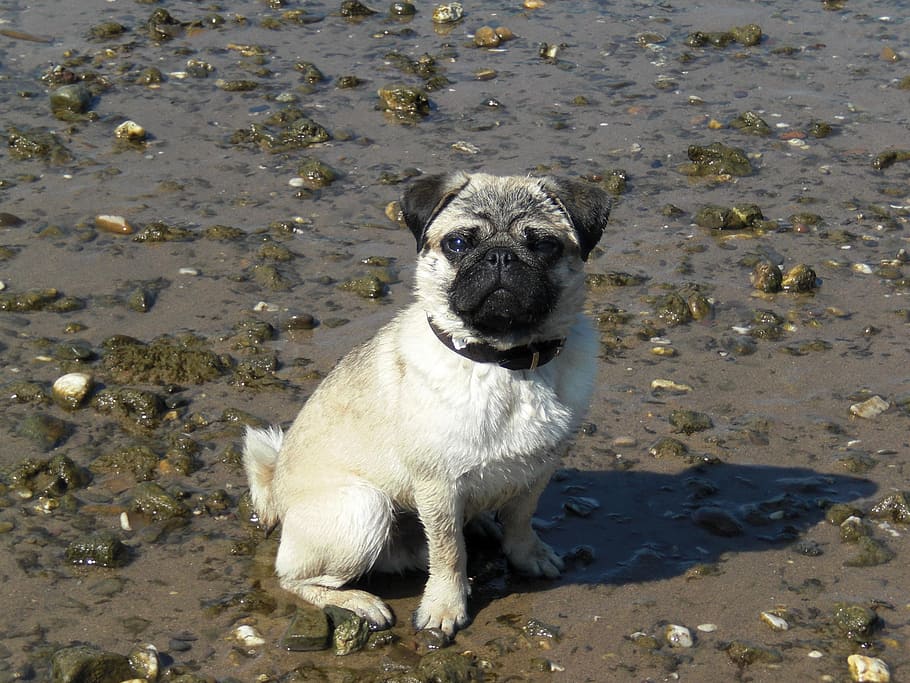 hund, mops, dyr, et dyr, dyre temaer, indenlandske, kæledyr, pattedyr, husdyr, hunde, hvirveldyr, portræt, kigger på kameraet, høj vinkel visning, ingen mennesker, dag, jord, strand, sollys, natur, vand, 2K