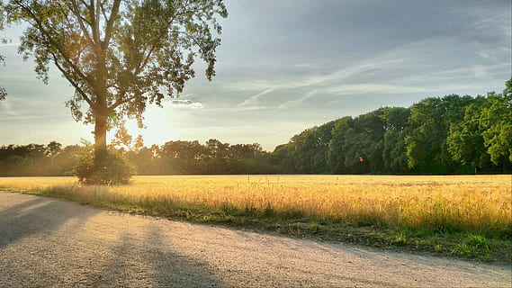 Zielony, wysoki, drzewa otoczone, trawa, spokojna, niebo, dzień, drzewa, Zielona trawa, krajobraz, zachód słońca, nastrój, drzewo, Natura, abendstimmung, reszta, chmury, złoto, idylla, słońce, pole, światło, idylliczny, spokój, rolnictwo, roślina, chmura - niebo, środowisko, światło słoneczne, wylądować, Droga, scenics - natura, żadnych ludzi, scena wiejska, piękno natury, spokojna scena, las, zielony kolor, na dworze, lesisty teren, 4K, CC0, domena publiczna, darmowe zdjęcia