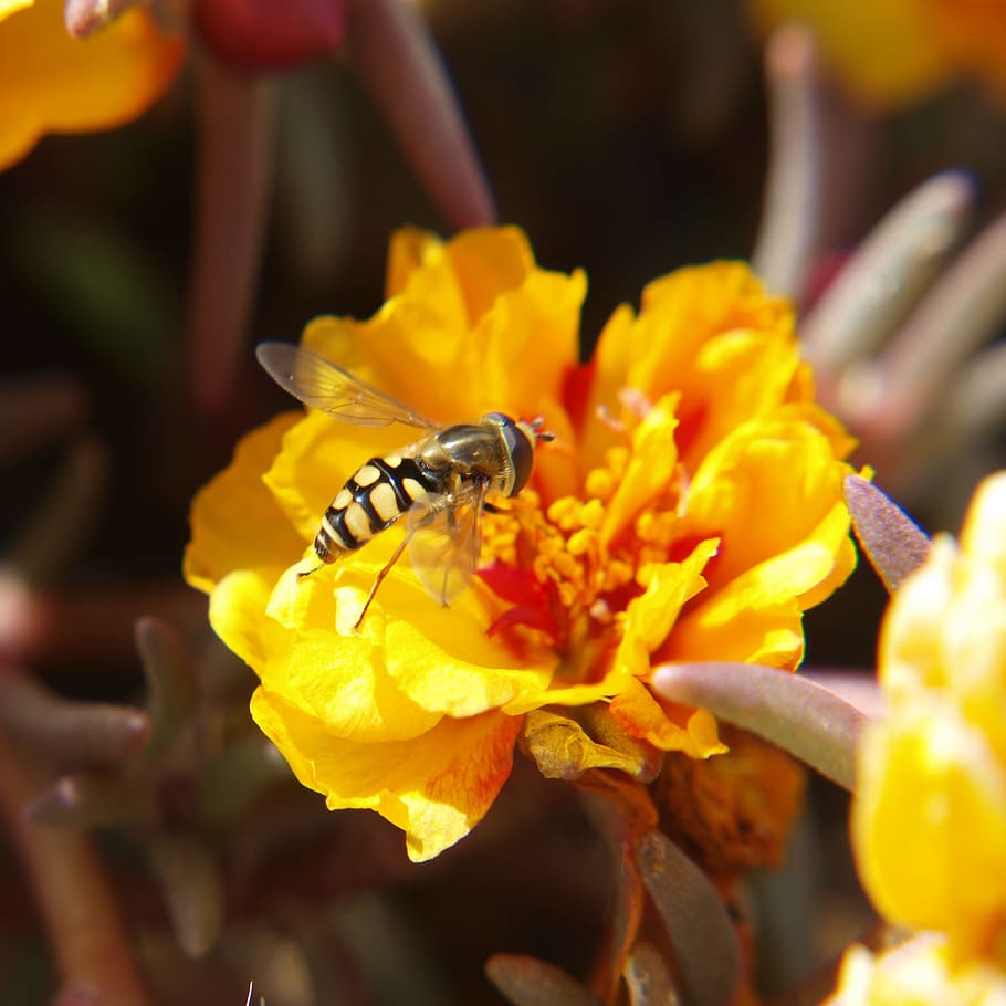 abella, xuclar, pol·len, flor, planta amb flors, invertebrat, fauna animal, animals a la natura, temes d'animals, animal, insecte, pètal, groc, bellesa a la natura, frescor, planta, primer pla, fragilitat, creixement, un animal, cap de flor, vulnerabilitat, polinització, a l'aire lliure, 2K