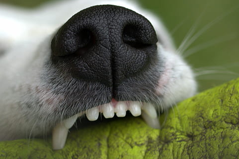 overfladisk, fokus fotografering, hvid, hund, snude, tænder, bid, Spille, tand, væsen, tæt, jack russell, terrier, bidsk, hund bid, dyr, et dyr, dyre temaer, dyr kropsdel, pattedyr, tæt på, ingen mennesker, kæledyr, indenlandske, hunde, husdyr, dyr hoved, lille, dyreliv, dyr i naturen, dyre mund, hvirveldyr, dyre tænder, dyresmål, dyre næse, munden åben, 2K, CC0, offentligt domæne, royaltyfrie