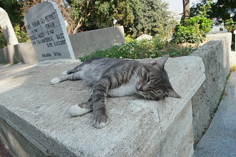 gatto, sonnolento, proverbi, pietra, siesta, animale, carina, gatti, all'aperto, parco, pm, gatto domestico, un animale, temi animali, nessuno, giorno, addormentato, felino, mammifero, vertebrato, testo, rilassamento, domestico, animali domestici, comunicazione, muro di contenimento, lunghezza intera, riposo, sceneggiatura occidentale, baffo, 5K, CC0, dominio pubblico, privo di copyright