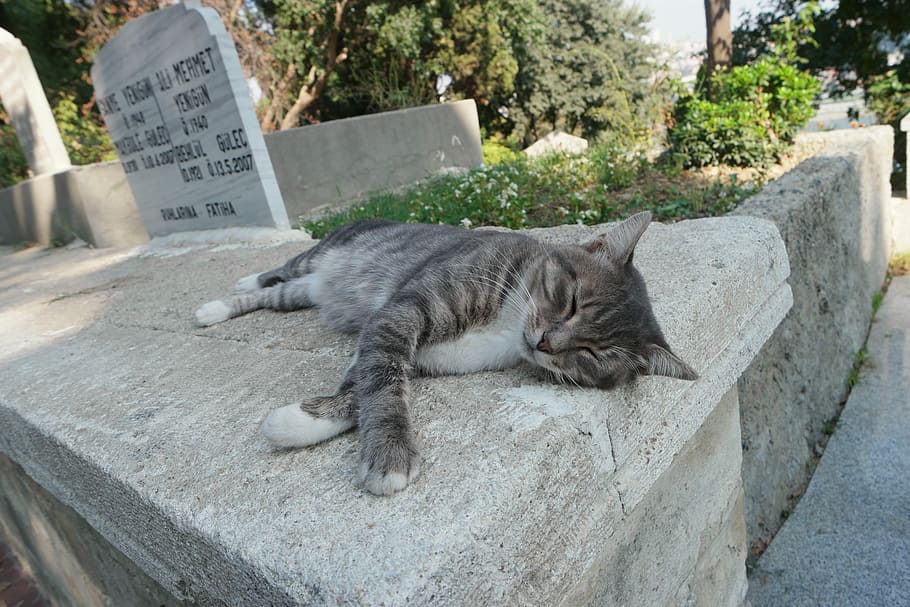 gat, somnolent, proverbis, pedra, siesta, animal, bonic, gats, a l'aire lliure, parc, pm, gat domèstic, un animal, temes d'animals, cap gent, dia, dorment, felí, mamífer, vertebrats, text, relaxació, nacional, mascotes, animals domèstics, comunicació, mur de contenció, longitud completa, descans, guió occidental, bigotis, 5K