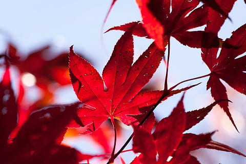 fotografi jarak dekat, merah, Daun-daun, maple, musim gugur, daun, warna, terang, warna musim gugur, penuh warna, alam, lampu belakang, bokeh, Jepang, daun maple, bunga, merapatkan, pohon maple, tidak ada orang, di luar rumah, bagian tanaman, menanam, keindahan di alam, perubahan, hari, fokus pada latar depan, pohon, kerentanan, cabang, ketenangan, kerapuhan, kondisi alam, 4K, CC0, domain publik, bebas royalti