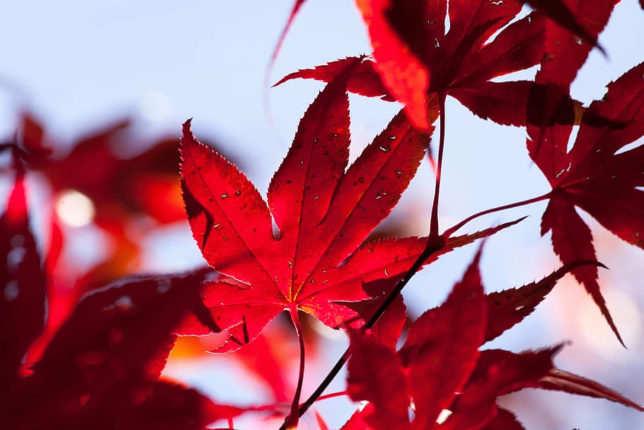 fotografi jarak dekat, merah, Daun-daun, maple, musim gugur, daun, warna, terang, warna musim gugur, penuh warna, alam, lampu belakang, bokeh, Jepang, daun maple, bunga, merapatkan, pohon maple, tidak ada orang, di luar rumah, bagian tanaman, menanam, keindahan di alam, perubahan, hari, fokus pada latar depan, pohon, kerentanan, cabang, ketenangan, kerapuhan, kondisi alam, 4K
