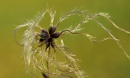 naturaleza, mismo, cerrar, macro, filigrana, semillas voladoras, multiplicación, oferta, multa, blanco, verde, otoño, sensible, de cerca, planta, crecimiento, nadie, color verde, araña, parte de la planta, arácnido, animal, belleza en la naturaleza, hoja, enfoque selectivo, al aire libre, invertebrado, día, temas de animales, artrópodo, fauna animal, insecto, flor, 5K, CC0, dominio público, libre de derechos