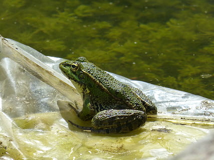 granota, plàstic, bassa, flotar, batraci, amfibi, naturalesa, animal, vida salvatge, estany, rèptil, aigua, un animal, temes d'animals, animals a la natura, fauna animal, vertebrats, dia, cap gent, primer pla, part del cos dels animals, llac, centrar-se en primer pla, enfocament selectiu, cap d’animals, a l'aire lliure, boca oberta, ull d’animals, 2K, CC0, domini públic, lliure de regalies