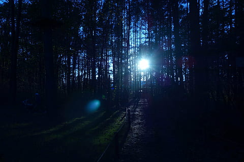 foresta, alberi, i raggi del sole, tramonto, Alba, luce, sole, natura, boschi, albero, pianta, terra, la tranquillità, crescita, scena tranquilla, cielo, scena non urbana, bosco, bellezza nella natura, scenics - natura, nessuno, mezzi di trasporto, notte, riflesso lente, illuminato, traccia, all'aperto, luminosa, 5K, CC0, dominio pubblico, privo di copyright