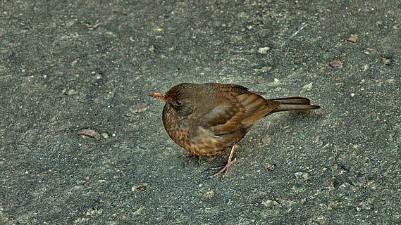 vår, fugl, trost, natur, dyr, dyreliv, nebb, dyre temaer, ett dyr, virveldyr, dyr i naturen, høy vinkel visning, dag, ingen folk, vei, utendørs, by, land, spurv, gate, full lengde, zoologi, nærbilde, 2K, CC0, offentlig domene, opphavsrett gratis