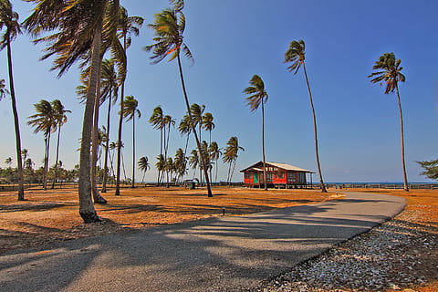 landscape, nature, sky, vacation, clouds, coconut, coconut trees, grass, house, outdoors, palm, palm trees, paved pathway, sand, trees, tropical, palm tree, tropical climate, tree, plant, coconut palm tree, architecture, land, sunlight, water, no people, built structure, scenics - nature, beauty in nature, beach, sea, day, tropical tree, 1080P, CC0, public domain, royalty free