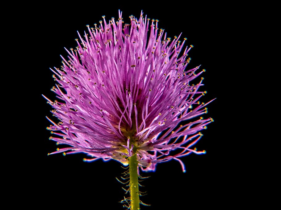 piccolo, fiore, fiore, macro, piccolo fiore, fiore, viola, fragilità, testa di fiore, cardo, nessuno, pianta fiorita, pianta, freschezza, vulnerabilità, bellezza nella natura, crescita, avvicinamento, infiorescenza, petalo, natura, sfondo nero, girato in studio, colore rosa, all'aperto, morbidezza, 2K