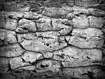 fotografia en escala de grisos, escorça d'arbre, escorça, arbre, fusta, pi, fons, resum, pell, pissarra, superfície, primer pla, aspre, natural, marró, podrit, línia, història, corroït, corrosió, vell, tauler, macro, protecció, detallat, envelliment, paret, temps, graner, bosc, textura, disseny, planta, tronc, antiguitat, silvicultura, grunge, traçat, accidentat, naturalesa, medi ambient, detall, patró, resistent, fusteria, sec, material, cap gent, marc complet, paret de pedra, dia, sòlid, rock, a l'aire lliure, funció de construcció de parets, arquitectura, estructura construïda, rock - object, esquerdat, patró natural, clima, clima àrid, arruïnat, 2K, CC0, domini públic, lliure de regalies