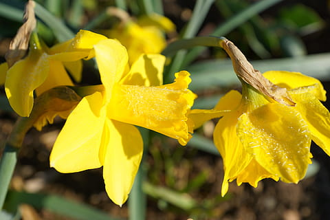 påskeliljer, blomst, gul, makro, natur, grøn, forår, is, iset, udendørs, plante, tæt på, dag, blomstrende plante, skønhed i naturen, skrøbelighed, sårbarhed, vækst, kronblad, friskhed, blomsterhoved, blomsterstand, fokus på forgrunden, ingen mennesker, dråbe, pollen, botanik, dug, renhed, 5K, CC0, offentligt domæne, royaltyfrie