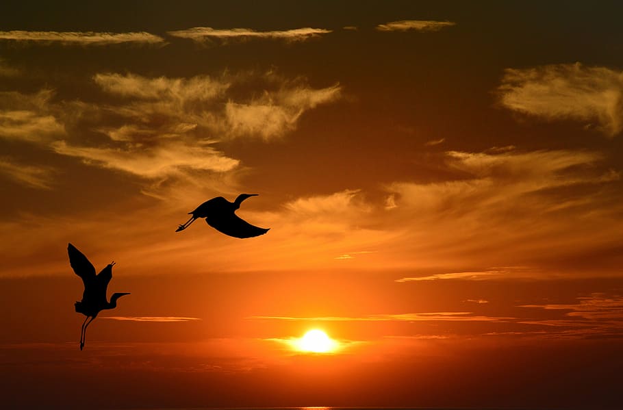 fotografia di silhouette, Due, volante, cicogne, tramonto, crepuscolo, sera, sole, cielo, silhouette, uccello, nube, dom, natura, acque, paesaggio, alba, Schönwetter, luce, autunno, umore, viaggio, d'oro, temi animali, vertebrato, fauna selvatica, animale, animali allo stato selvatico, nuvola - cielo, colore arancione, gruppo di animali, mezz'aria, luce del sole, bellezza nella natura, scenics - natura, nessuno, gabbiano, 5K