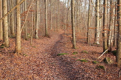 Buchenwald, Pfad, Stämme, Wald, Natur, Baum, Herbst, Schweden, draußen, Blatt, Fußweg, Landschaft, Schönheit in der Natur, keine Leute, szenen, grüne Farbe, Jahreszeit, ländliche Szene, Pflanze, Nicht-städtische Szene, Farbbild, Baumstamm, ruhige Szene, Ast, Land, Ruhe, Kofferraum, Tag, Veränderung, Wachstum, Pflanzenteil, der Weg nach vorn, Szenen - Natur, Weg, 5K, CC0, gemeinfrei, lizenzfrei