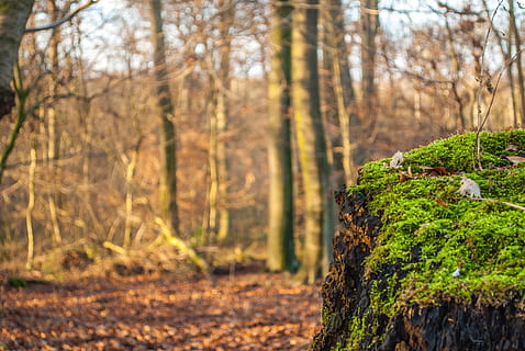 tree stump, moss, forest, tree, lichen, autumn, nature, bemoost, plant, land, tree trunk, trunk, focus on foreground, growth, day, tranquility, no people, beauty in nature, green color, outdoors, woodland, tranquil scene, close-up, non-urban scene, bark, 4K, CC0, public domain, royalty free