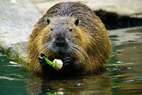 nutria, come, páprica, animais selvagens, animal, natureza, mamífero, rio, animais em estado selvagem, agua, lago, temas animais, um animal, vertebrado, ninguém, comendo, roedor, retrato, dia, olhando para a câmera, focar em primeiro plano, fechar-se, Comida, molhado, ao ar livre, bigode, com fome, 8K, CC0, domínio público, royalty free