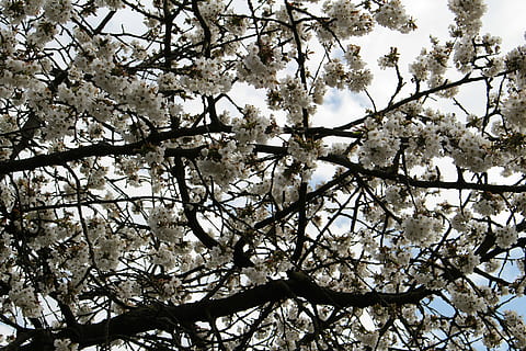 Kirschblütenbaum, Kirsche, Frühling, Kirschblüte, Baum, Kirsche, Frühling, Weiß, ästhetisch, Natur, blühen, Obstbaum, Ast, Blume, Pflanze, Flachwinkelansicht, blühende Pflanze, Schönheit in der Natur, Zerbrechlichkeit, Wachstum, keine Leute, Verletzlichkeit, Himmel, Frische, Tag, Hintergründe, weiße Farbe, draußen, Kirschbaum, Baumkrone, 5K, CC0, gemeinfrei, lizenzfrei