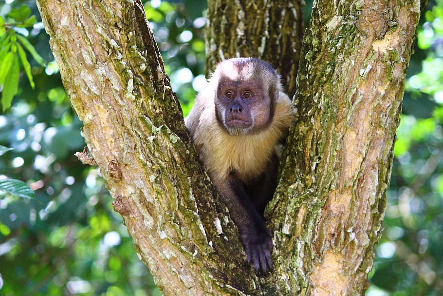capuchin abe, primat, dyr, abe, brasilien, pattedyr, dyreliv, natur, Skov, træ, dyr i naturen, tropisk regnskov, udendørs, nuttet, Asien, regnskov, et dyr, træstamme, kigger på kameraet, dyre temaer, plante, hvirveldyr, bagagerum, fokus på forgrunden, afdeling, ingen mennesker, dag, portræt, 2K