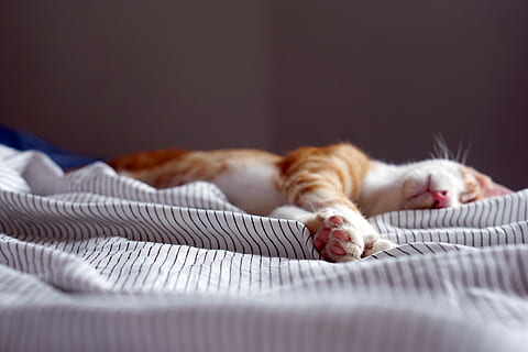 arancia, soriano, gattino, addormentato, nero, bianca, a strisce, tessile, gatto, letto, pisolino, lenzuola, assonnato, svegliati, dormire, zampe, zampa, zampe di gatto, animale domestico, domestico, mammifero, animali domestici, temi animali, un animale, animale, rilassamento, mobilia, gatto domestico, in casa, occhi chiusi, sdraiarsi, nessuno, messa a fuoco selettiva, felino, riposo, piccolo, accogliente, napping, 5K, CC0, dominio pubblico, privo di copyright