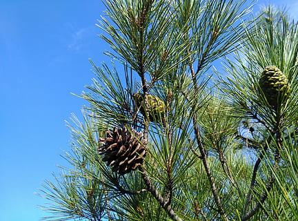 pin, copac, cocon, natură, ramură, conifer, copac vesnic verde, plantă, ac - parte a plantelor, creştere, cer, nici o persoana, zi, con de brad, albastru, vedere unghiulară joasă, Brad, frumusețe în natură, liniște, Pinaceae, cer senin, în aer liber, Culoarea verde, lumina soarelui, frunza de palmier, 4K, CC0, domeniu public, fără drepturi de autor