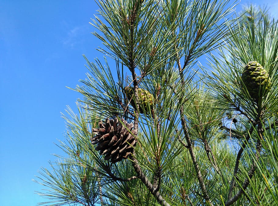 pi, arbre, capoll, naturalesa, branca, arbre de coníferes, arbre de fulla perenne, planta, agulla - part de la planta, avet, creixement, cel, cap gent, dia, pinya de pi, blau, vista d’angle baix, bellesa a la natura, tranquil·litat, pinàcies, cel clar, a l'aire lliure, color verd, llum solar, fulla de palma, 4K