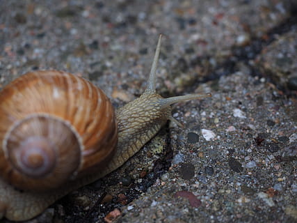 Schnecke, Sonde, kriechen, Schale, Weichtier, Reptil, Helix Pomatia, Gehäuse unterstützendes Land Schnecke, Landschnecke, Land Lungenschnecke, terrestrische pulmonate, Helicidae, ein Tier, Tierthemen, Tiere in freier Wildbahn, Gastropode, Tierwelt, Tier, wirbellos, Tierhülle, Tierkörperteil, Tierantenne, Nahansicht, keine Leute, Langeweile, Natur, Tag, selektiver Fokus, solide, Marine, 4K, CC0, gemeinfrei, lizenzfrei